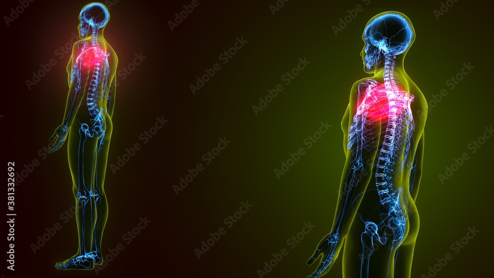 3d illustration of Human skeleton anatomy rib cage 3d illustration of Human skeleton anatomy rib cage