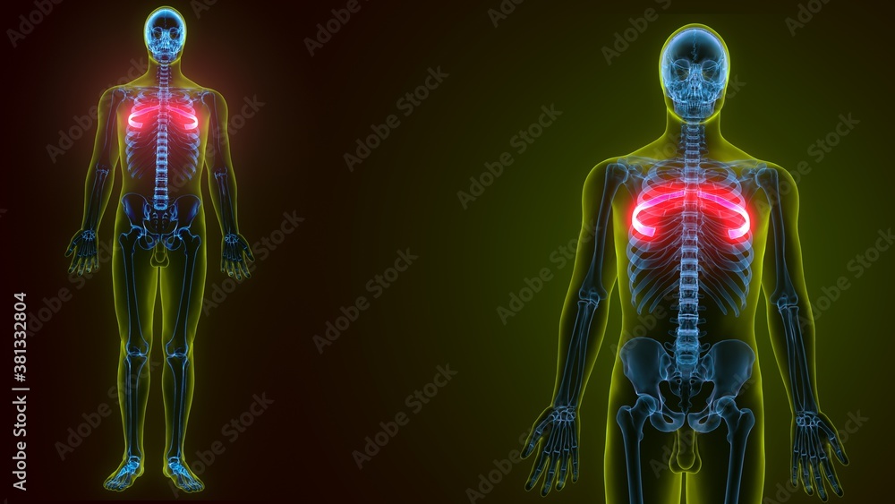 3d illustration of Human skeleton anatomy rib cage 3d illustration of Human skeleton anatomy rib cage