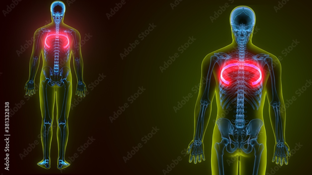 3d illustration of Human skeleton anatomy rib cage 3d illustration of Human skeleton anatomy rib cage