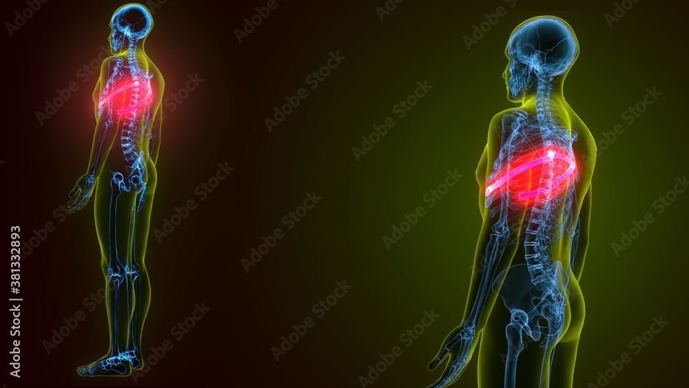 3d illustration of human skeleton anatomy rib cage 3d illustration of human skeleton anatomy rib cage