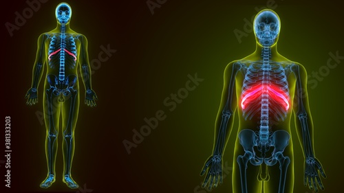 3d illustration of human skeleton anatomy rib cage