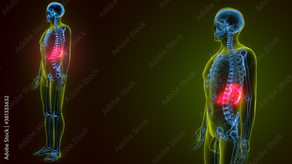 human skeleton anatomy rib cage 11th bone 3d render human skeleton anatomy rib cage 11th bone 3d render