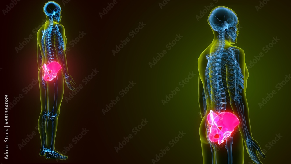 human skeleton hip or pelvic bone anatomy.3d render human skeleton hip or pelvic bone anatomy.3d render