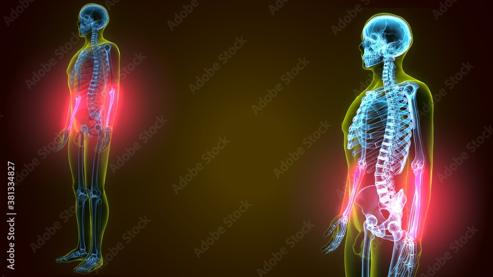 3d render of human skeleton ulna and fibula bone anatomy 3d render of human skeleton ulna and fibula bone anatomy