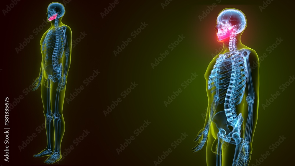 3d render of human skeleton skull mandible bone anatomy 3d render of human skeleton skull mandible bone anatomy
