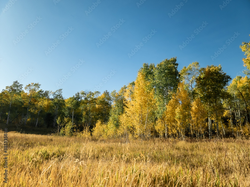 autumn landscape with trees and sky