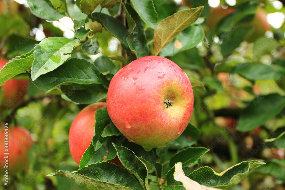 Red apples on tree after rain Red apples on tree after rain