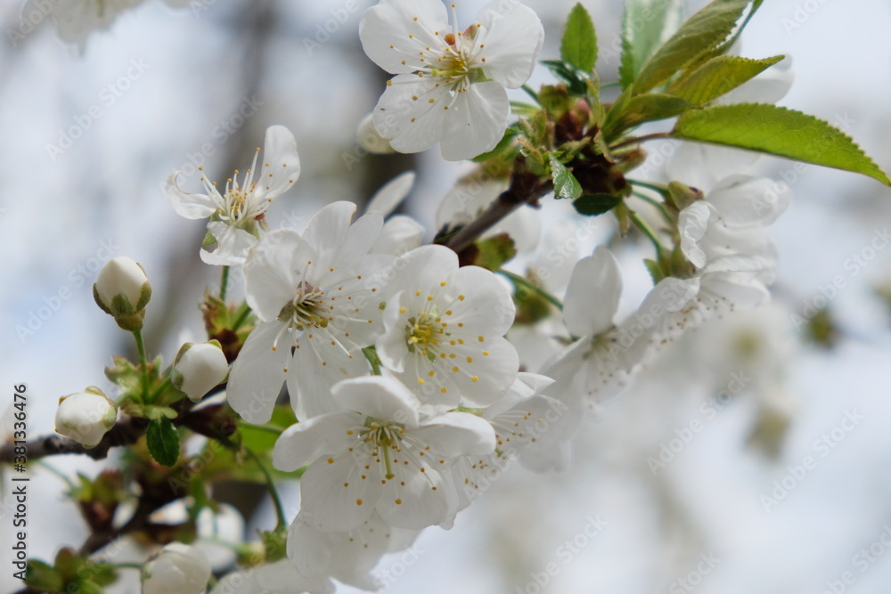 A branch of a blossoming cherry tree. Inflorescence of white cherry flowers in spring.