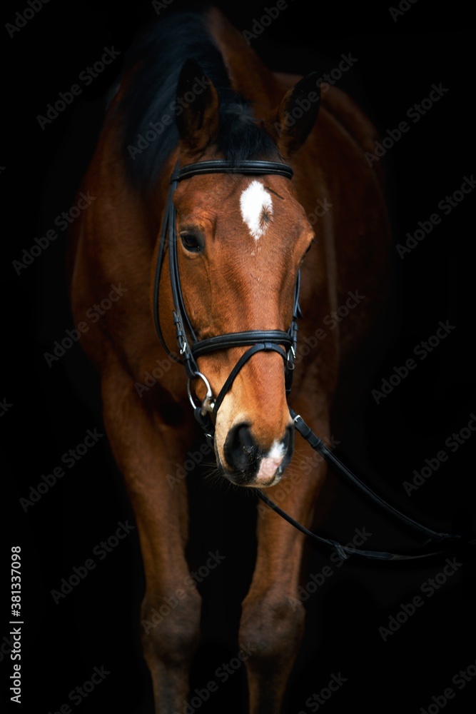 Fototapeta premium portrait of a horse