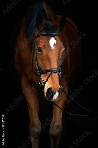 portrait of a horse © AK TriColor Photo