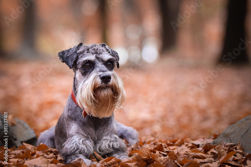 Schnauzer is lying in nature around are leaves. She is so cute dog.