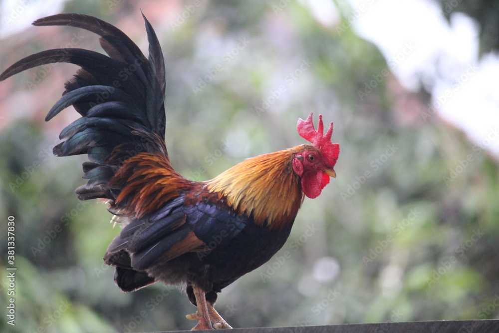 rooster crowing on the fence of the house
