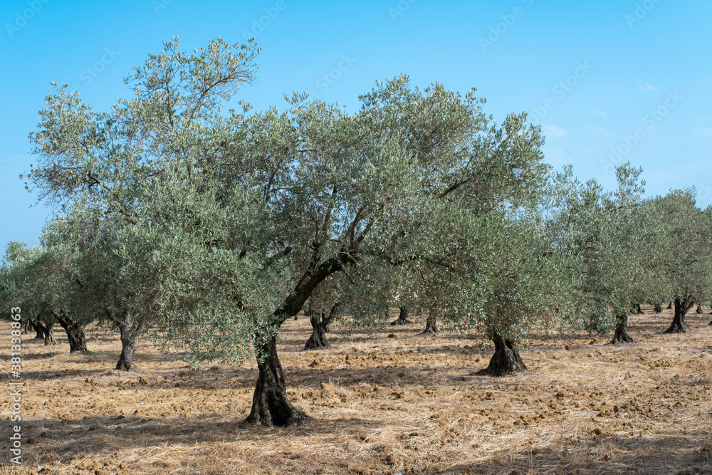 Fototapeta premium An olive grove on the Mediterranean coast. The olive, which is indispensable to the breakfast table, is also a miraculous oil plant.