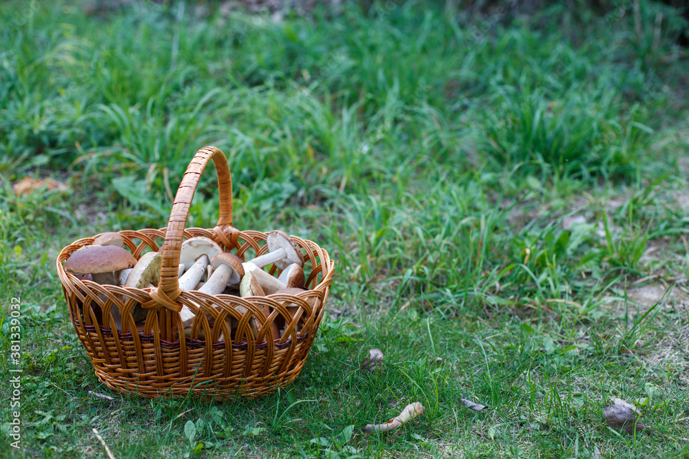 Edible mushrooms porcini in the wicker basket in green grass.