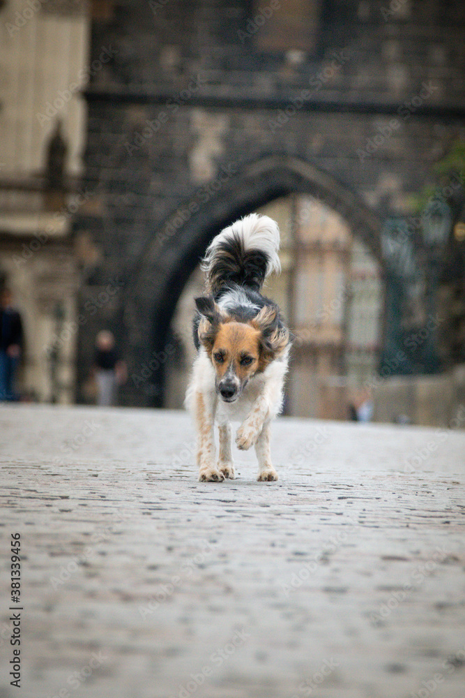 Black and white Bohemian Spotted Dog  is running on bridge. She was in center of prague. She is so patient model.