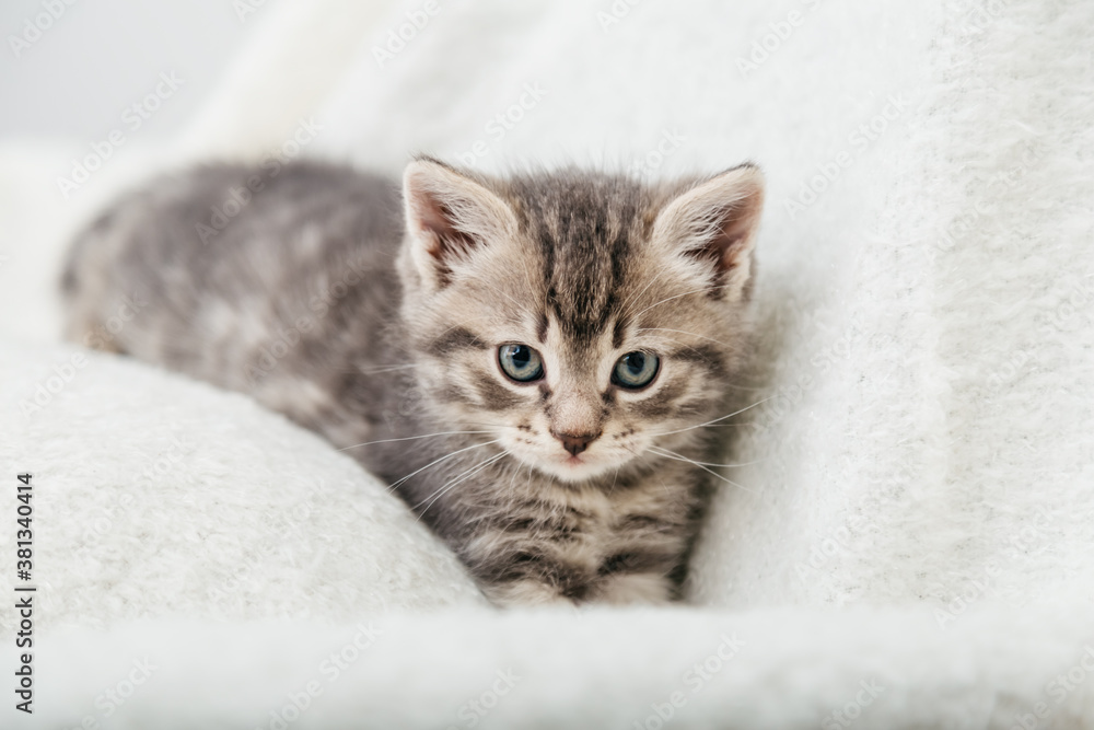 Striped tabby Kitten. Portrait of beautiful fluffy gray kitten. Cat, animal baby, kitten with big eyes sits on white plaid and looking in camera Striped tabby Kitten. Portrait of beautiful fluffy gray kitten. Cat, animal baby, kitten with big eyes sits on white plaid and looking in camera