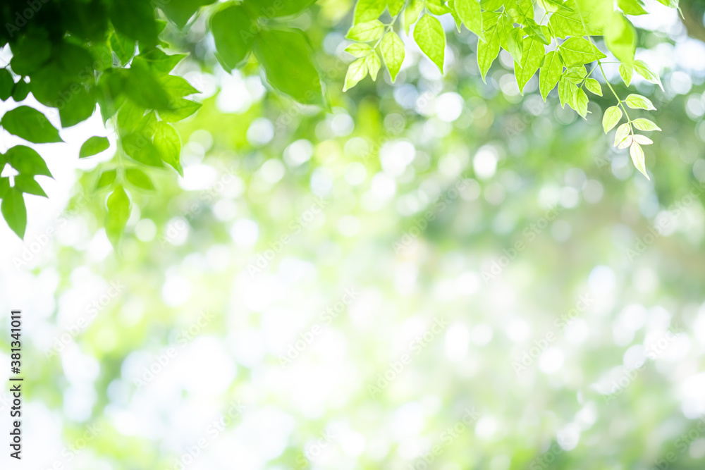 Concept nature view of green leaf on blurred greenery background in garden and sunlight with copy space using as background natural green plants landscape, ecology, fresh wallpaper concept. Concept nature view of green leaf on blurred greenery background in garden and sunlight with copy space using as background natural green plants landscape, ecology, fresh wallpaper concept.