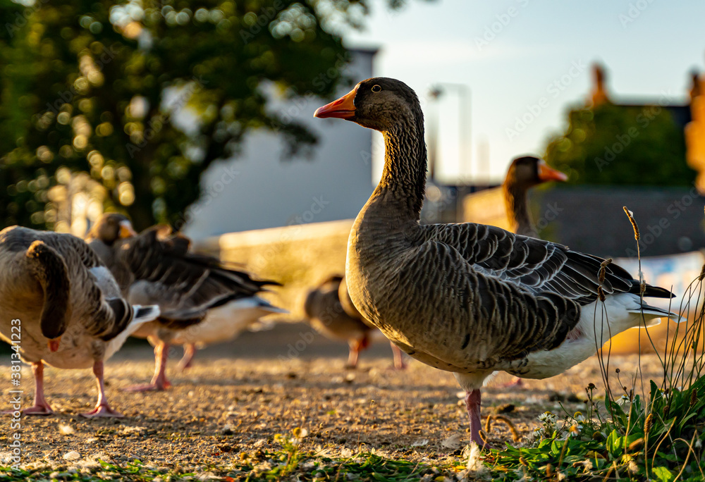 Domestic greylag goose resting on one leg by the pond.
Domestic greylag goose resting on one leg by the pond.