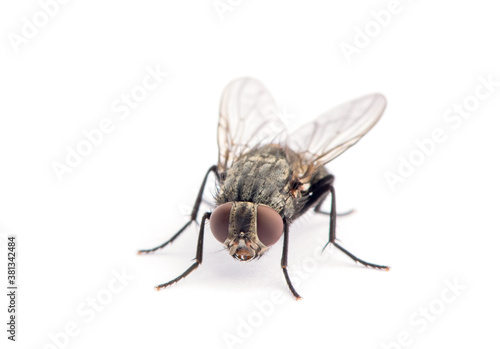 fly isolated on a white