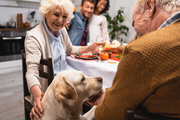joyful senior woman stroking golden retriever during thanksgiving dinner with multicultural family