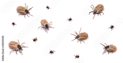 health danger disease carrier ticks © nata777_7