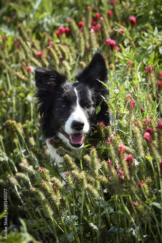 Adult border collie is begging with crimson clover in mouth. She want treat so much.