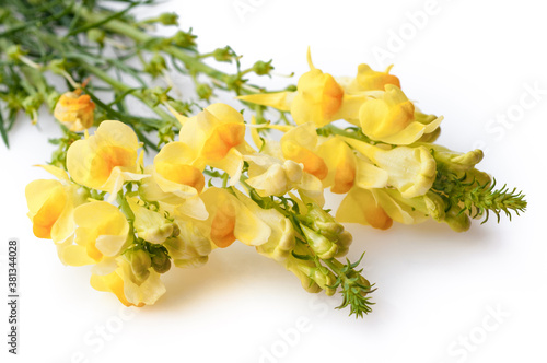 Antirrhinum majus yellow flower isolated on white background