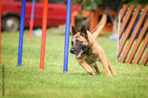 Belgian Malinois is running on czech agility competition slalom. Amazing day on czech agility competition in town Ratenice it was competition only for large. photo