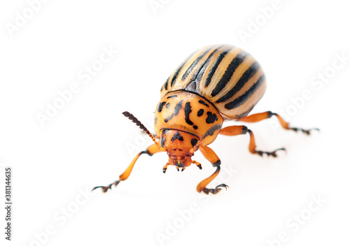 Fototapete Colorado potato beetle (Leptinotarsa decemlineata) is a serious pest of potatoes, tomatoes and eggplants