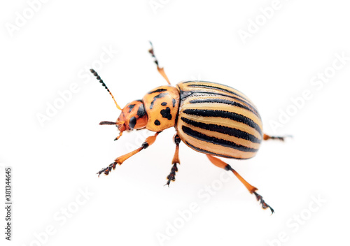 colorado potato beetle isolated on the white background