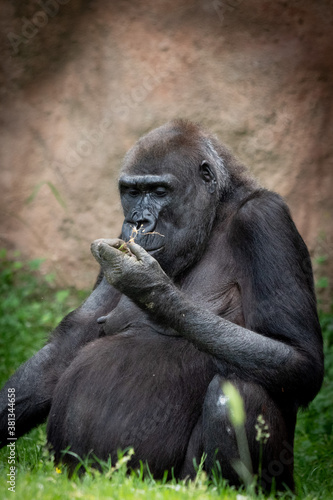 portrait of a gorilla in the zoo. Resting critically endangered lowland gorilla. © Petr