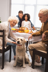 senior woman stroking golden retriever during thanksgiving celebration with multiethnic family