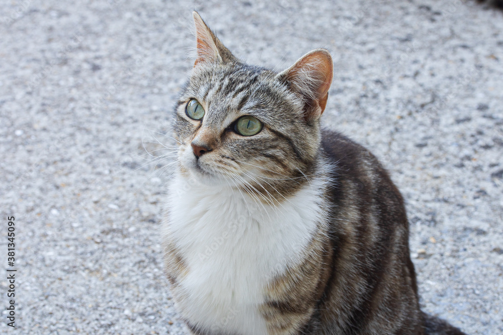 jeune chat fixant quelque chose du regard