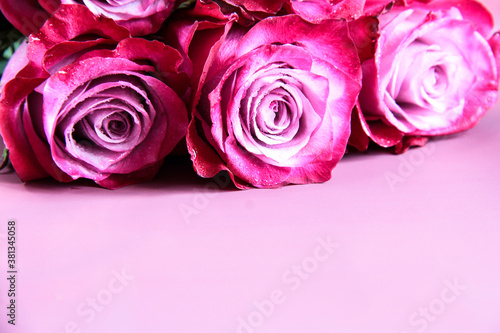 Roses on a purple background. Bright flowers with space for text.