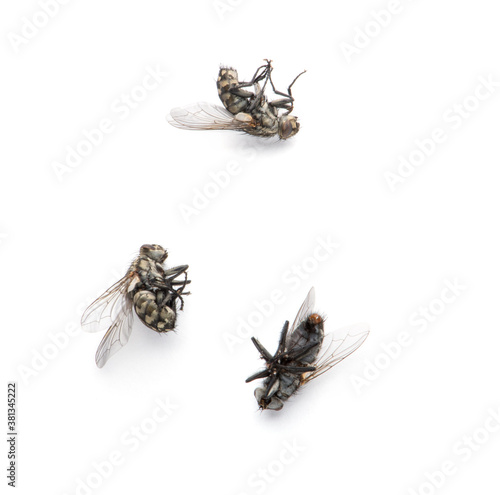 Dead Fly isolated white background.