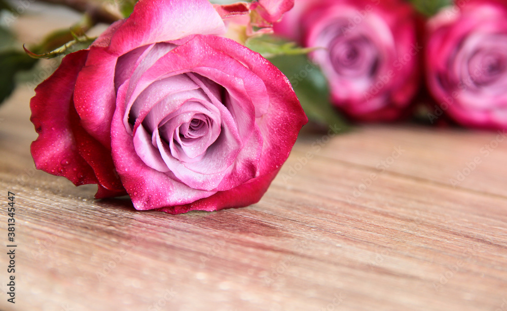 Rose on a light wooden background. Bright pink flower.