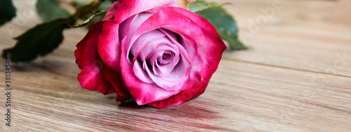 Rose on a light wooden background. Bright pink flower.