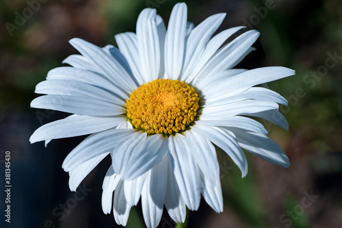 white wild camomile flowers in the garden
