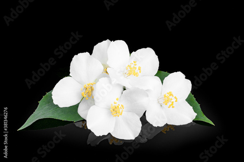 fresh jasmine flowers with leaves close-up isolate on black background
