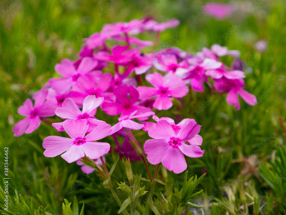 phlox pilosa flowers close-up on green garden background phlox pilosa flowers close-up on green garden background