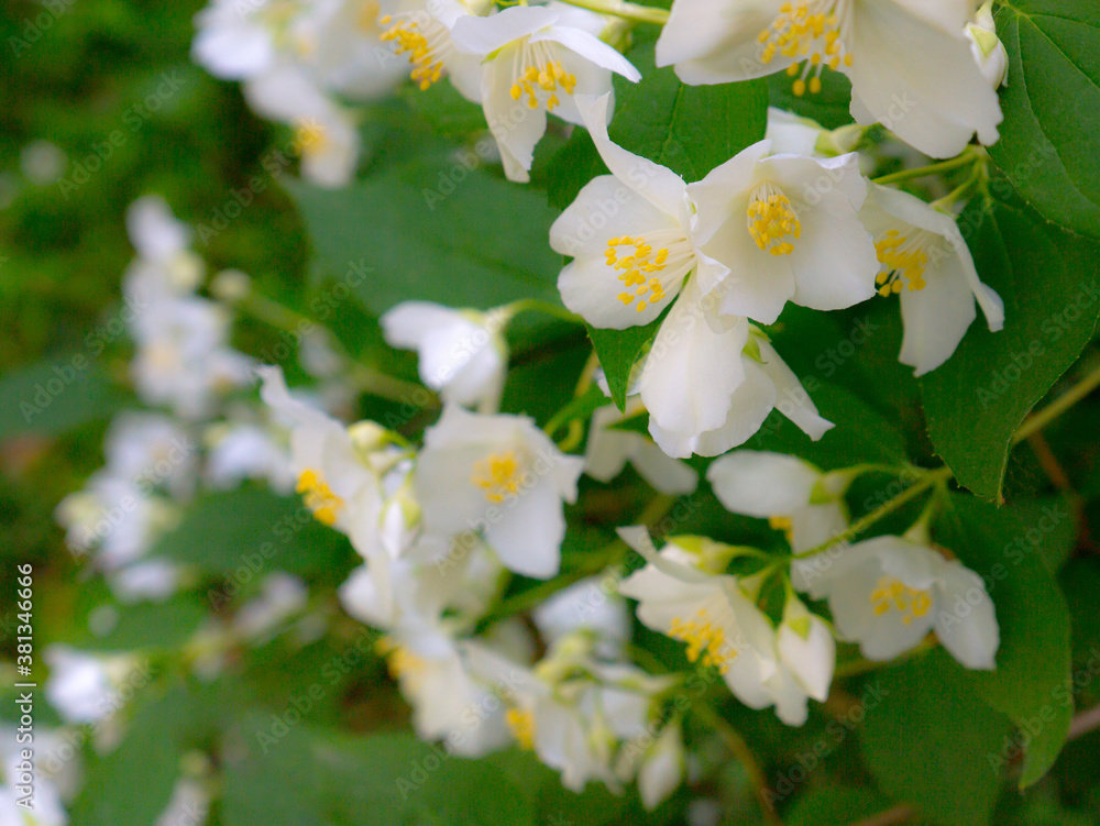 closeup of jasmine flowers in summer garden closeup of jasmine flowers in summer garden