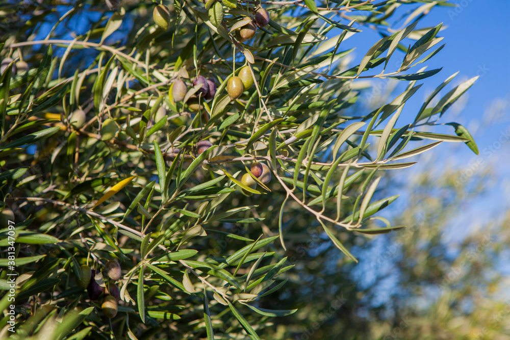 Ramas de olivo con aceitunas u olivas