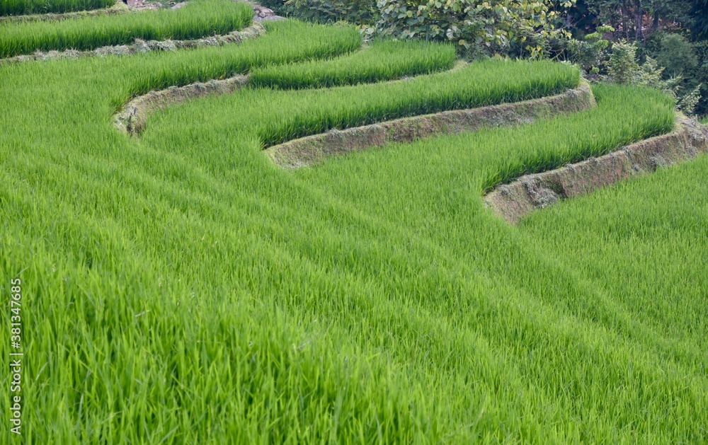 Smooth Contours of Terraced Rice Paddies, Sa Pa, Vietnam