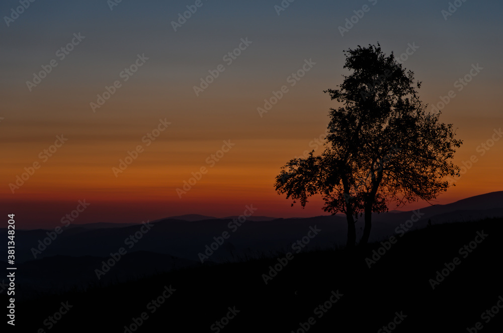 Dawn with a tree