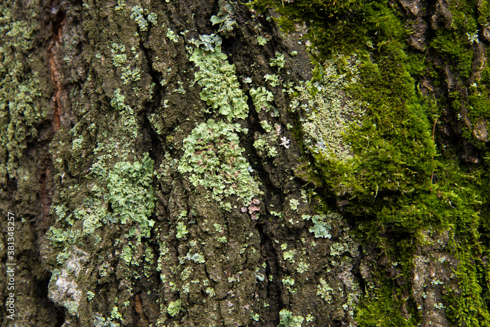 Tree bark covered with green moss