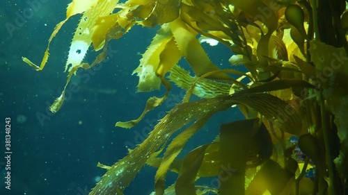 Bild auf Leinwand Light rays filter through a Giant Kelp forest