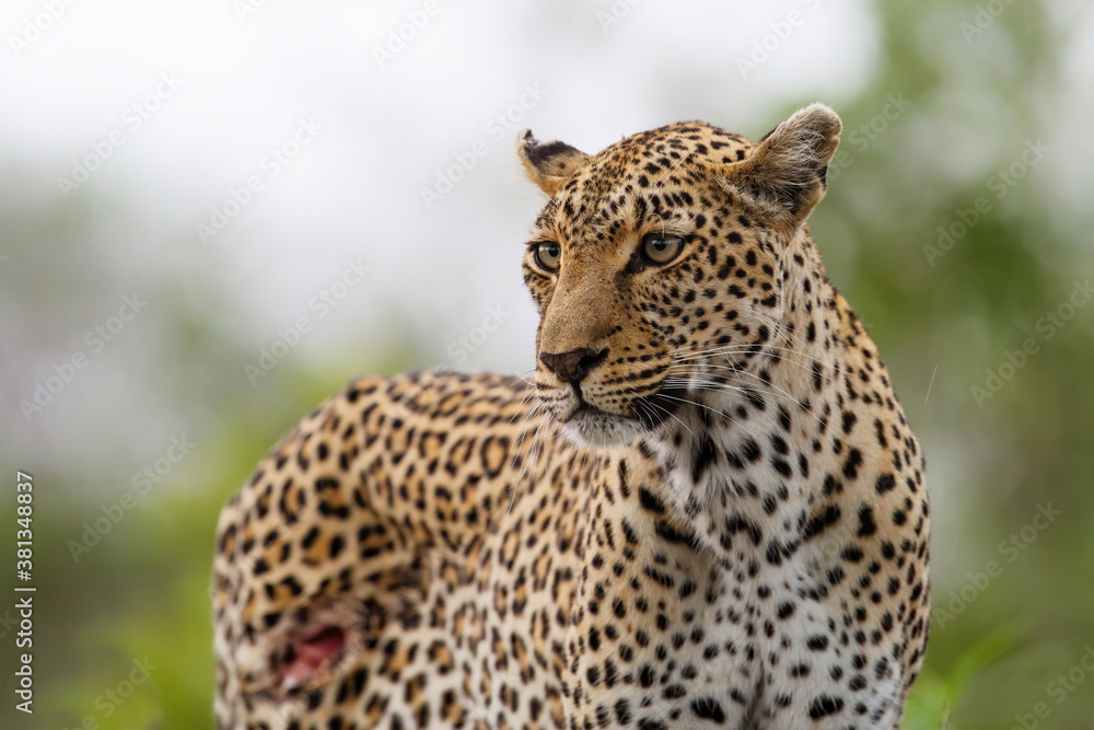 Fototapeta premium Leopard searching for prey in Sabi Sands Game Reserve in the Greater Kruger Region in South Africa