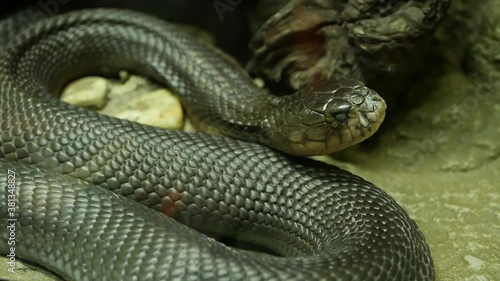 Majestic poisonous snake with dark skin. Beautiful Monocled king cobra with black skin on rock in terrarium cage