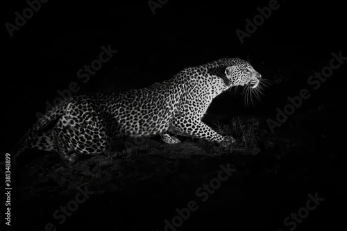 Leopard hunting in the night in Sabi Sands Game Reserve in the Greater Kruger Region in South Africa