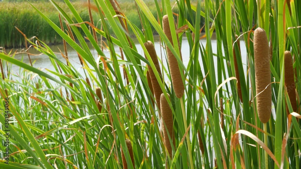 Thickets of reeds on background of lake or pond water. Thick brown reed with leaves on background of calm water and green shore in Thailand. Concept of nature conservation, recreation and fishing. - obrazy, fototapety, plakaty 
